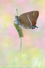 614 Kreuzdorn-Zipfelfalter - Satyrium spini