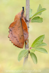 634 Kupferglucke - Gastropacha quercifolia ♂