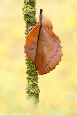 633 Kupferglucke - Gastropacha quercifolia ♀