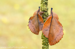 632 Kupferglucke - Gastropacha quercifolia ♂♀