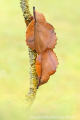 631 Kupferglucke - Gastropacha quercifolia ♀♂