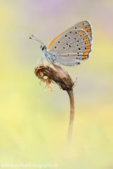 468 Lilagold-Feuerfalter - Lycaena hippothoe ♀