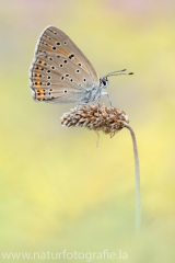 469 Lilagold-Feuerfalter - Lycaena hippothoe ♀