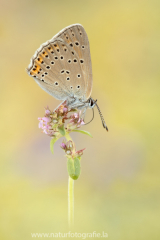 470 Lilagold-Feuerfalter - Lycaena hippothoe ♀