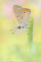 628 Lilagold-Feuerfalter - Lycaena hippothoe