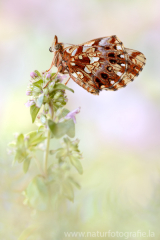 636 Magerrasen-Perlmutterfalter - Boloria dia