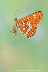 311 Maivogel - Euphydryas maturna