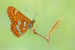 313 Maivogel - Euphydryas maturna