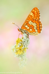 314 Maivogel - Euphydryas maturna