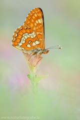 315 Maivogel - Euphydryas maturna