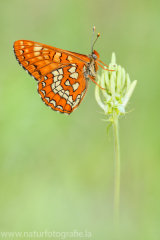 402 Maivogel - Euphydryas maturna