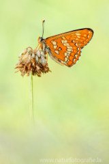 407 Maivogel - Euphydryas maturna