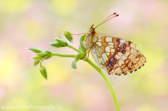 568 Mädesüß-Perlmuttfalter - Brenthis ino