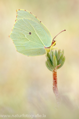 940 Kleopatra-Falter  - Gonepteryx cleopatra