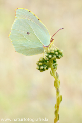 941 Kleopatra-Falter  - Gonepteryx cleopatra