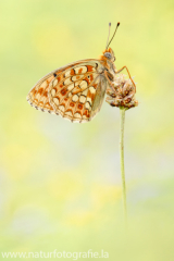 454 Mittlerer Perlmutterfalter - Argynnis niobe