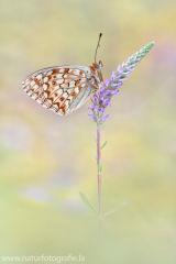 472 Mittlerer Perlmutterfalter - Argynnis niobe