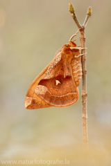 530 Nagelfleck - Aglia tau ♂