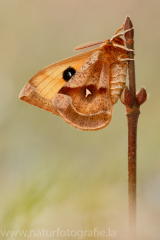 531 Nagelfleck - Aglia tau ♂