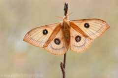 525 Nagelfleck - Aglia tau ♀