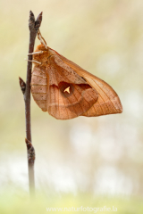 526 Nagelfleck - Aglia tau ♀