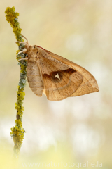 524 Nagelfleck - Aglia tau ♀