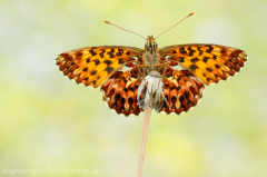 458 Natterwurz-Perlmutterfalter - Boloria titania