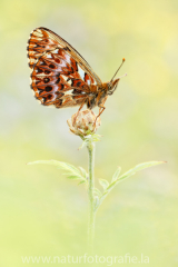 459 Natterwurz-Perlmutterfalter - Boloria titania