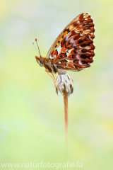 460 Natterwurz-Perlmutterfalter - Boloria titania