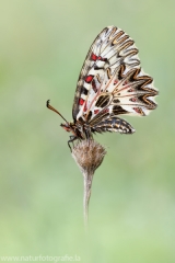 327 Osterluzeifalter - Zerynthia polyxena