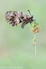 330 Osterluzeifalter - Zerynthia polyxena