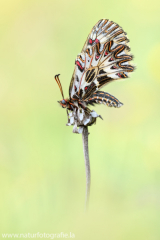 409 Osterluzeifalter - Zerynthia polyxena