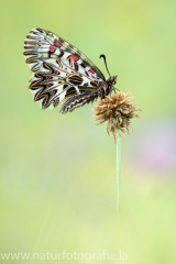 410 Osterluzeifalter - Zerynthia polyxena