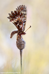 561 Osterluzeifalter - Zerynthia polyxena ♂