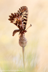 562 Osterluzeifalter - Zerynthia polyxena ♂