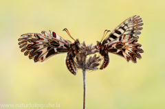 564 Osterluzeifalter - Zerynthia polyxena ♀♂