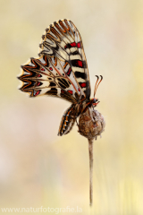 563 Osterluzeifalter - Zerynthia polyxena ♀