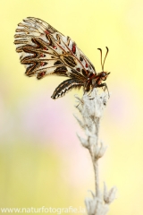 19 Osterluzeifalter - Zerynthia polyxena