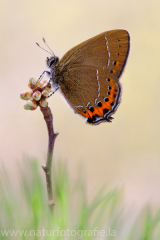 583 Pflaumen-Zipfelfalter - Satyrium pruni