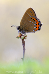 584 Pflaumen-Zipfelfalter - Satyrium pruni