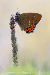 585 Pflaumen-Zipfelfalter - Satyrium pruni