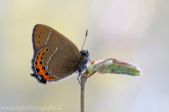 586 Pflaumen-Zipfelfalter - Satyrium pruni