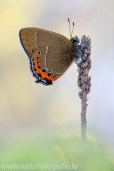 587 Pflaumen-Zipfelfalter - Satyrium pruni