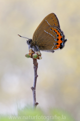 588 Pflaumen-Zipfelfalter - Satyrium pruni