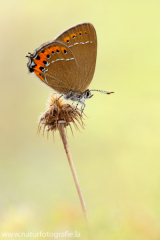 589 Pflaumen-Zipfelfalter - Satyrium pruni