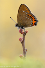 590 Pflaumen-Zipfelfalter - Satyrium pruni