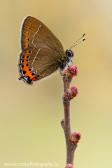 591 Pflaumen-Zipfelfalter - Satyrium pruni