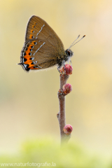 592 Pflaumen-Zipfelfalter - Satyrium pruni