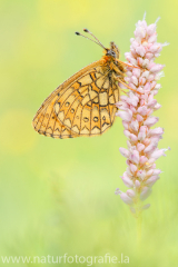 620 Randring-Perlmuttfalter - Boloria eunomia