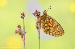 621 Randring-Perlmuttfalter - Boloria eunomia